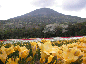 フリージア畑