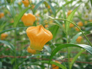 サンダーソニアの花