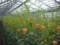 ハウスのサンダーソニア