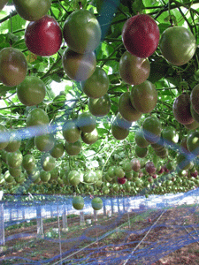 ハウスのパッション