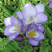 フリージアブルー