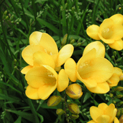 フリージア黄色