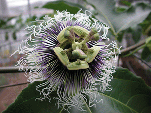 パッションの花